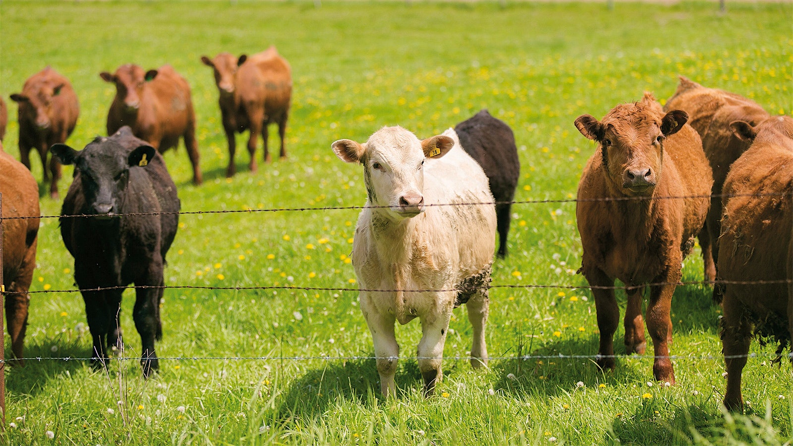 Cows grazing in Wisconsin